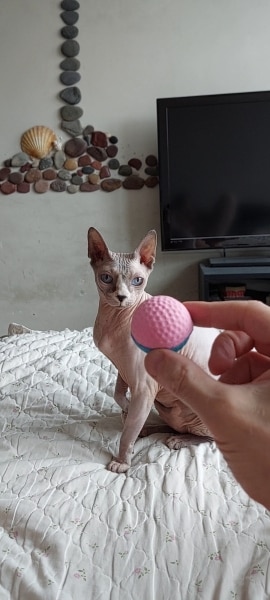 Colorful Pet Cat Toys Latex Balls photo review