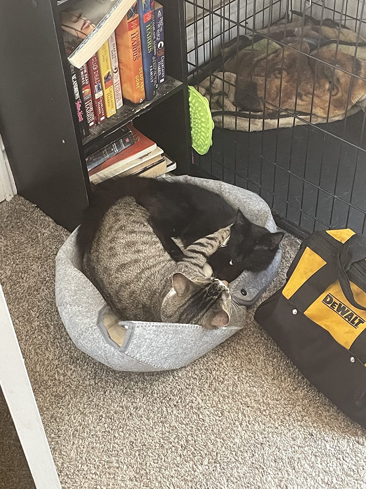 Foldable Cat Tunnel Toy photo review