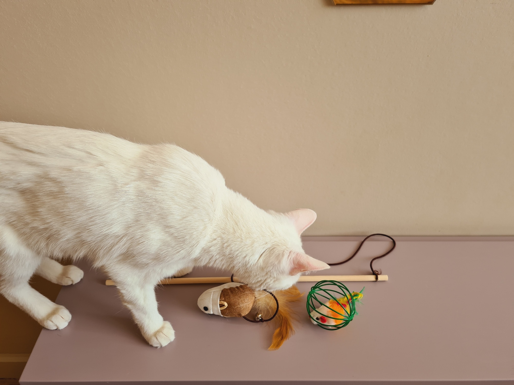 Feather Toys Kitten Funny Cat Wand Toys photo review