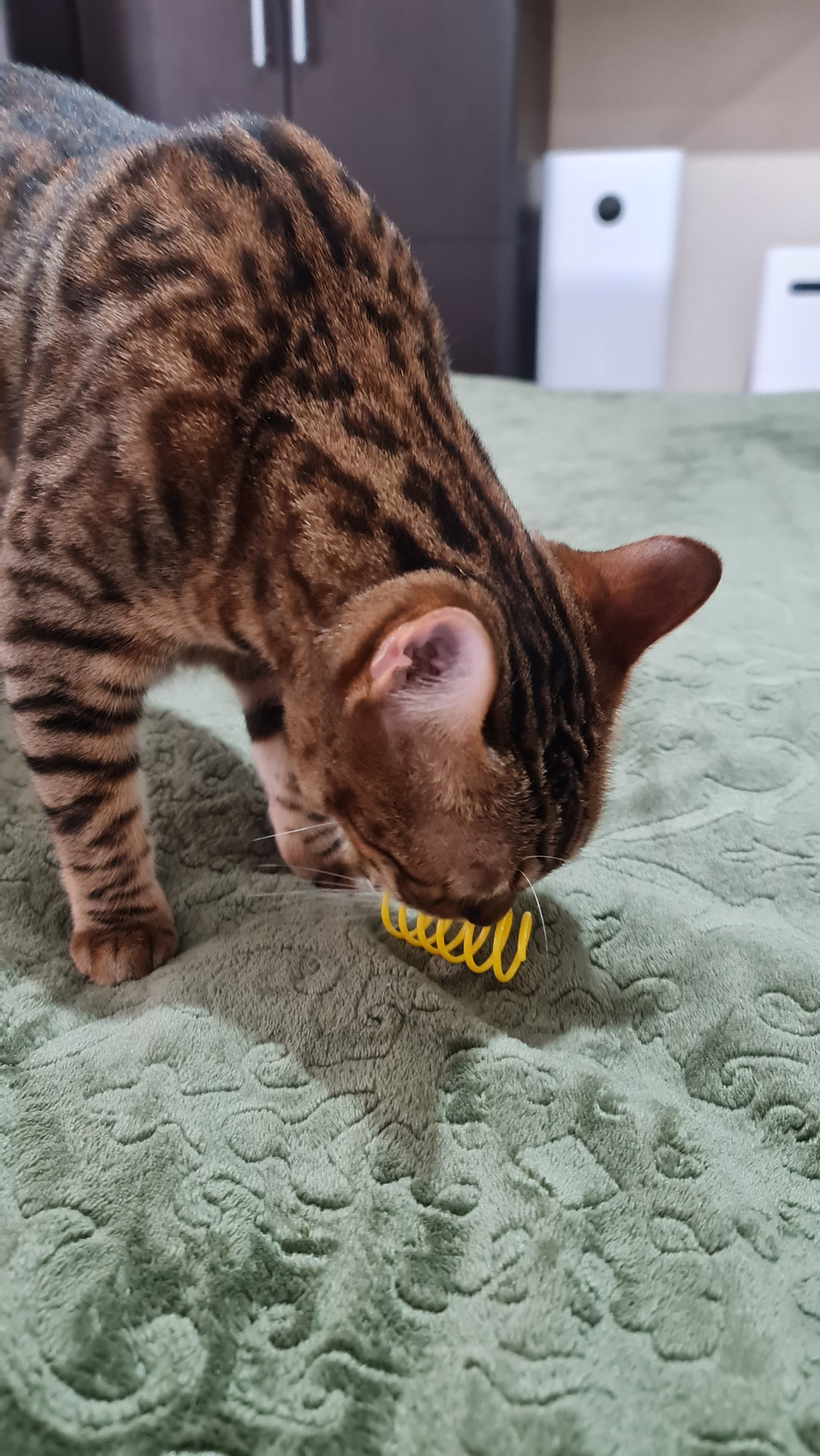 Wide Durable Cat Spring Toy for Kittens photo review