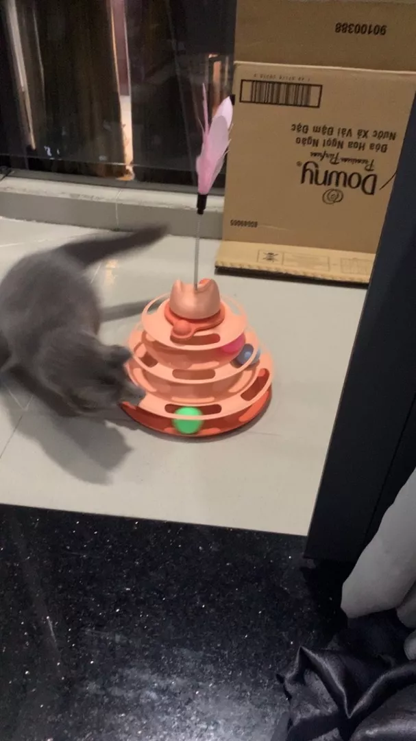 Convenient Feather Toy Ball Tower For Cats photo review