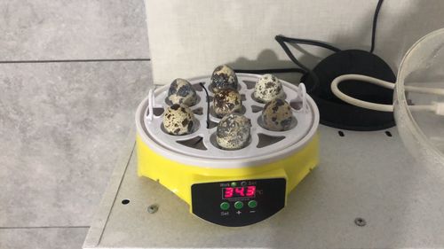 7 Piece Automatic Chicken Egg Incubator And Hatcher photo review