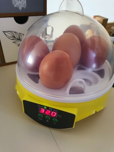 7 Piece Automatic Chicken Egg Incubator And Hatcher photo review