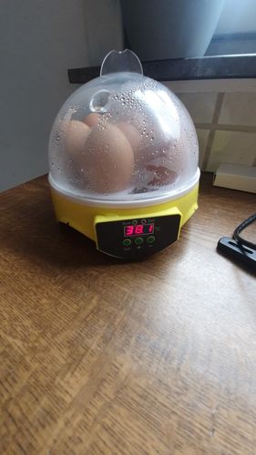 7 Piece Automatic Chicken Egg Incubator And Hatcher photo review