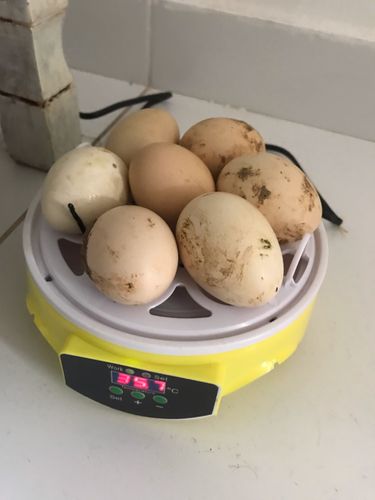 7 Piece Automatic Chicken Egg Incubator And Hatcher photo review