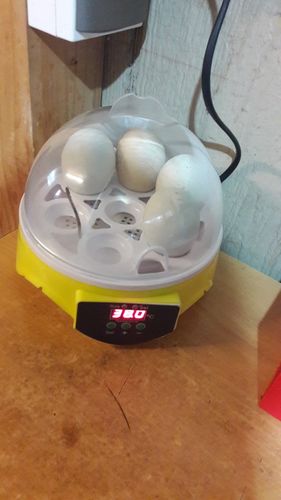 7 Piece Automatic Chicken Egg Incubator And Hatcher photo review