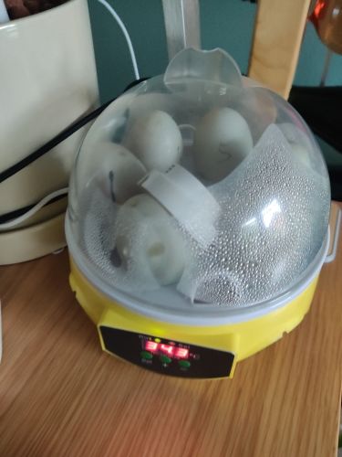 7 Piece Automatic Chicken Egg Incubator And Hatcher photo review