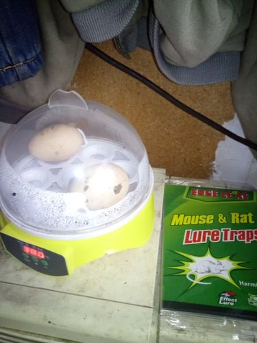 7 Piece Automatic Chicken Egg Incubator And Hatcher photo review