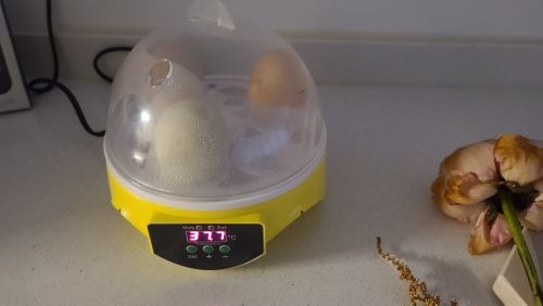 7 Piece Automatic Chicken Egg Incubator And Hatcher photo review