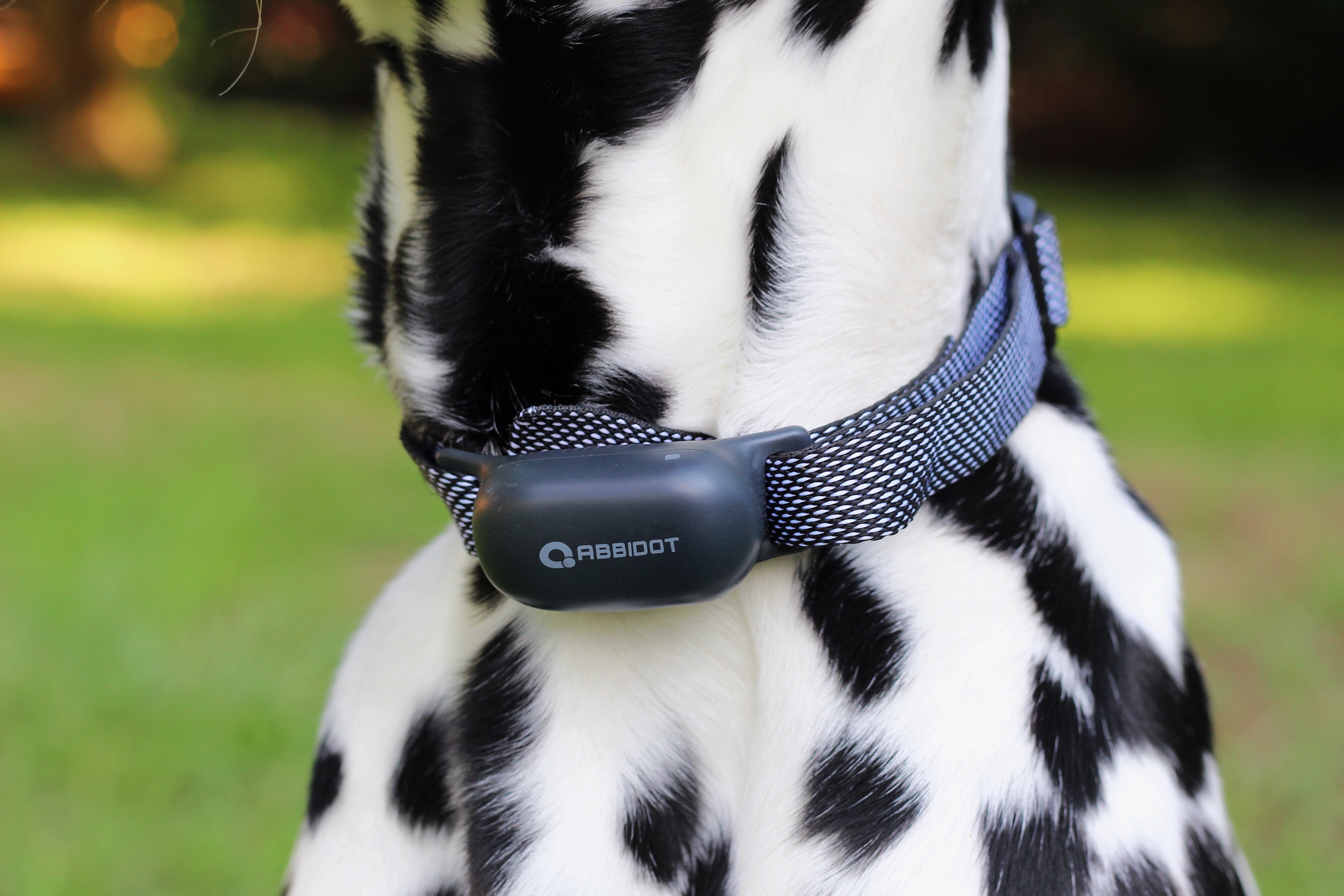 Rechargeable 3000ft Long Range Electric Dog Training Collar For Large Dogs photo review