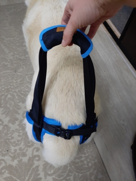 Conveniently Adjustable Pet Support Belt photo review