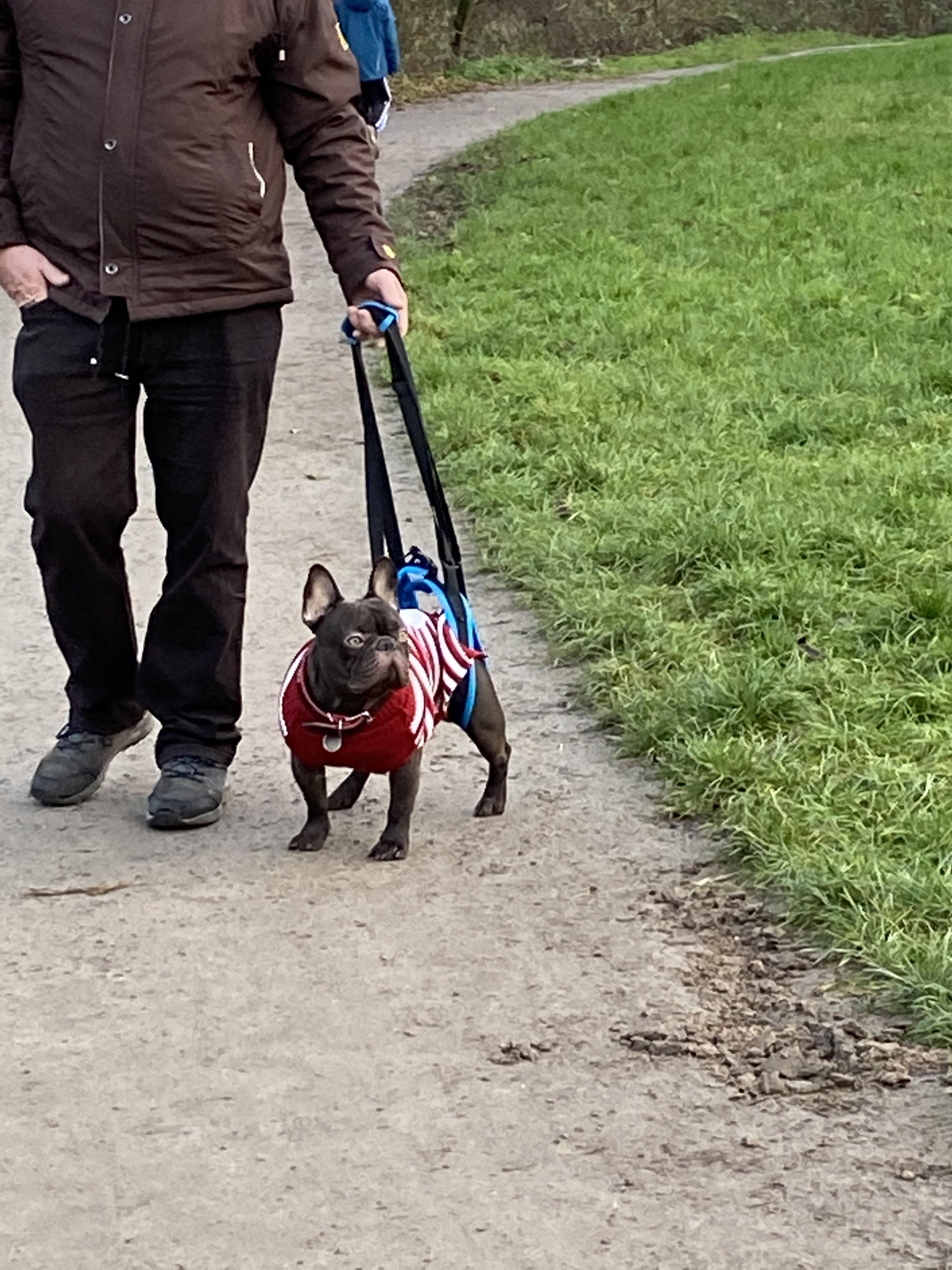 Conveniently Adjustable Pet Support Belt photo review