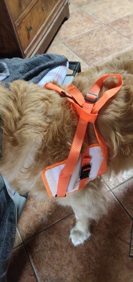 Adjustable Rear Leg Support Mesh Belt For Dogs Conveniently Adjustable photo review