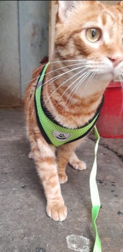 Adjustable Harness For Cat, Pet Chest Strap photo review