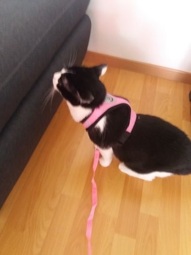 Adjustable Harness For Cat, Pet Chest Strap photo review
