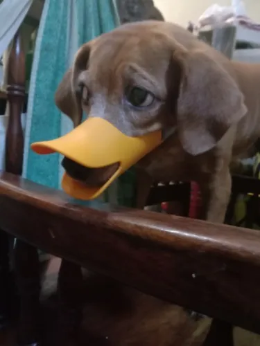 Adjustable Silicone Duck Muzzle For Dogs - Stops Barking And Biting photo review