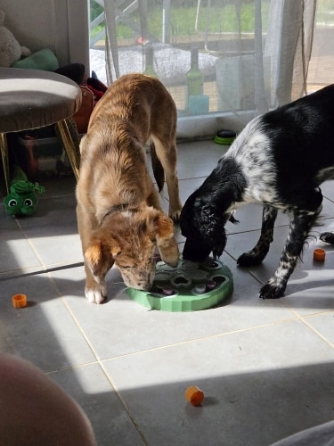 Toys To Increase Pet Interaction During Eating photo review