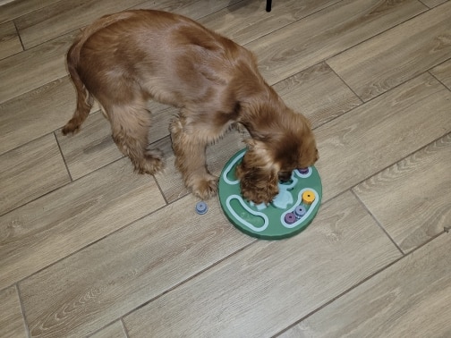 Toys To Increase Pet Interaction During Eating photo review