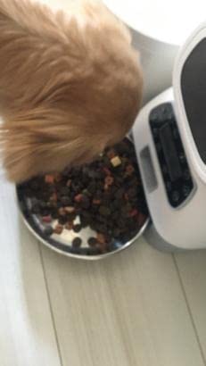 Automatic Pet Feeder photo review