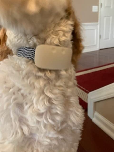 Rechargeable Anti-Barking Collar With Adjustable Sensitivity For Small And Medium Dogs photo review
