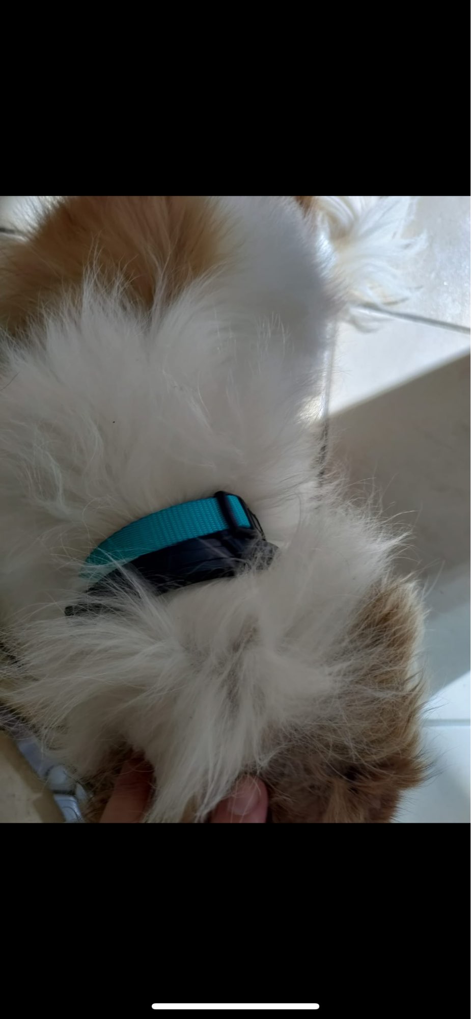 urable Adjustable Pet Collar for Small Medium Large Dogs photo review