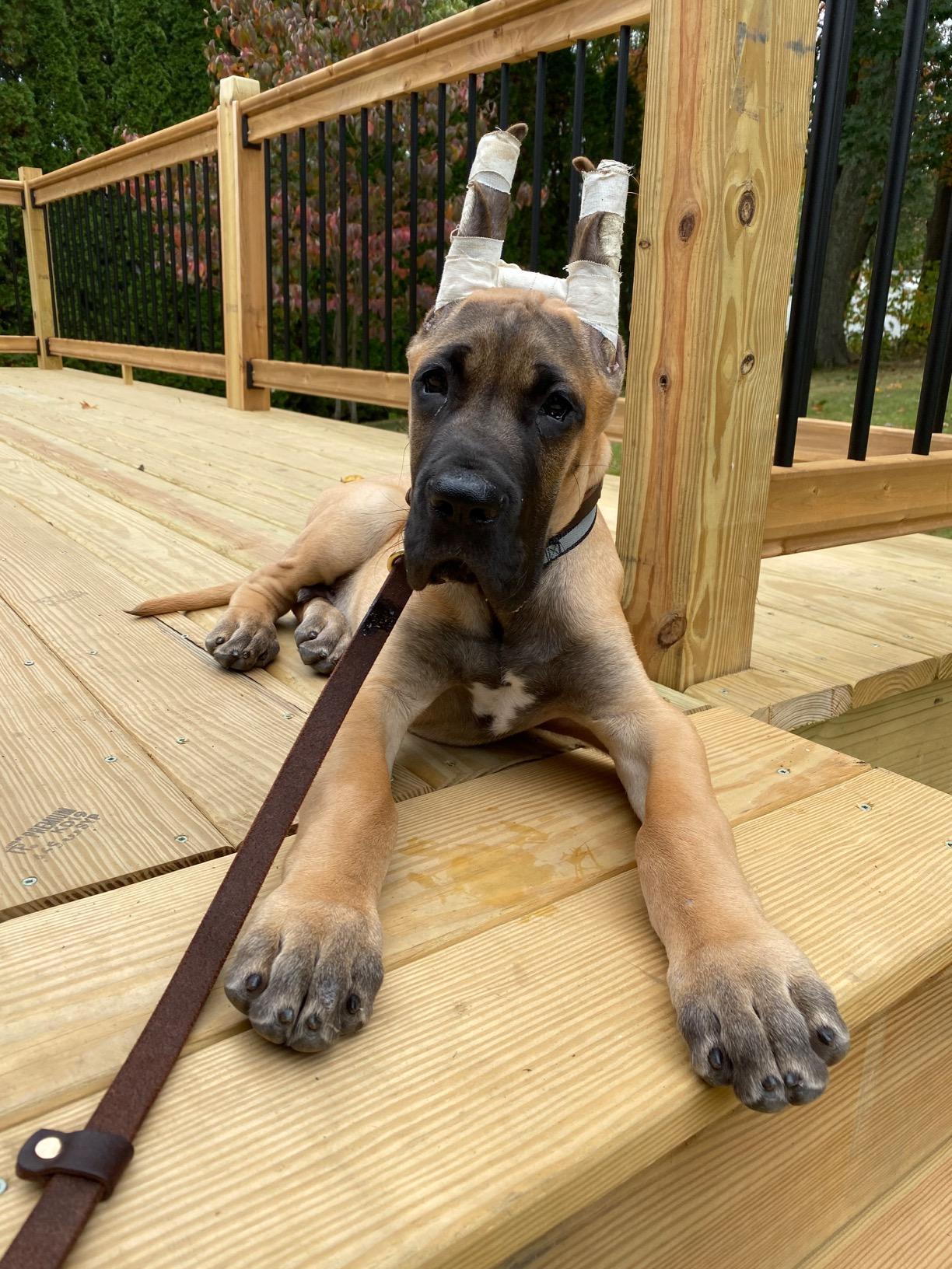 Adjustable Leather Pet Leash With Convenient Slide photo review