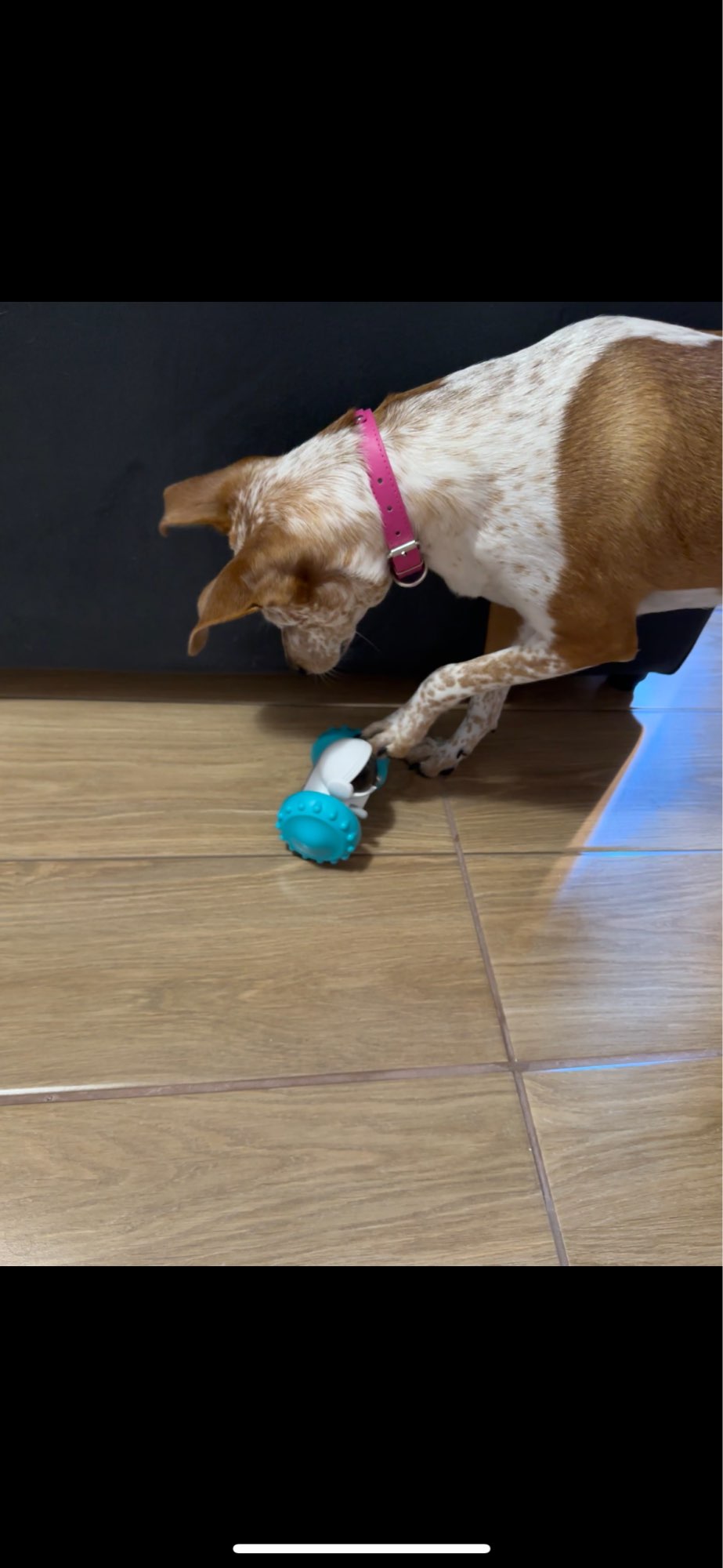 Interactive Pet Food Dispenser Toy for Dogs photo review