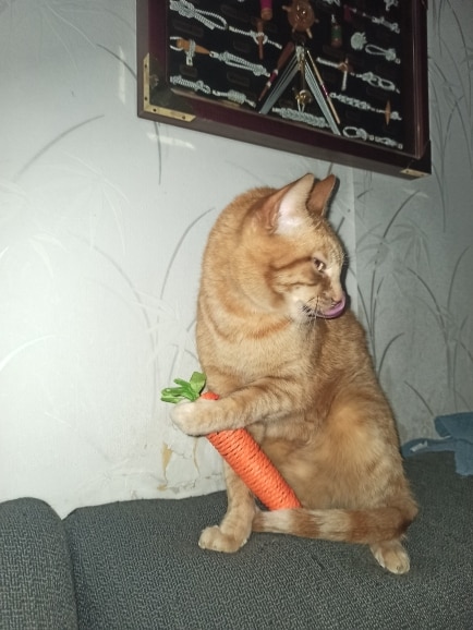 Carrot Toy For Cats To Chew Conveniently photo review