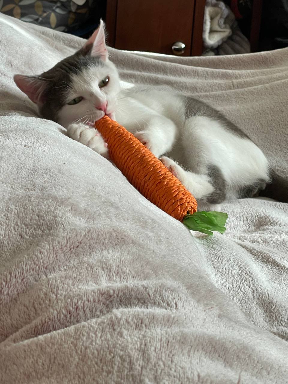 Carrot Toy For Cats To Chew Conveniently photo review