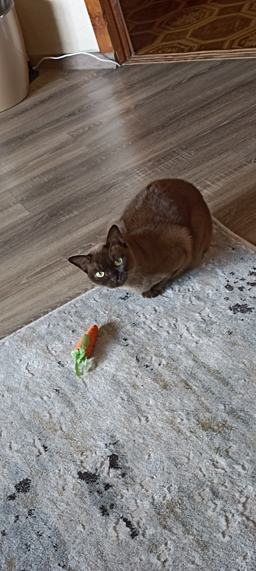 Carrot Toy For Cats To Chew Conveniently photo review