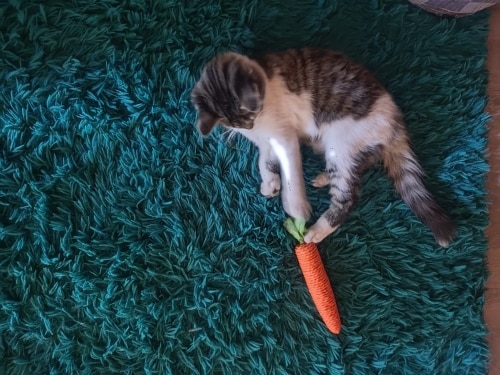 Carrot Toy For Cats To Chew Conveniently photo review