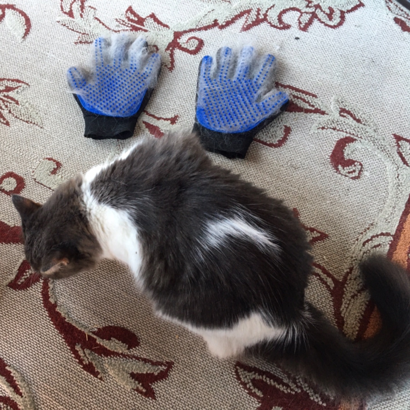 Cat Grooming Glove photo review