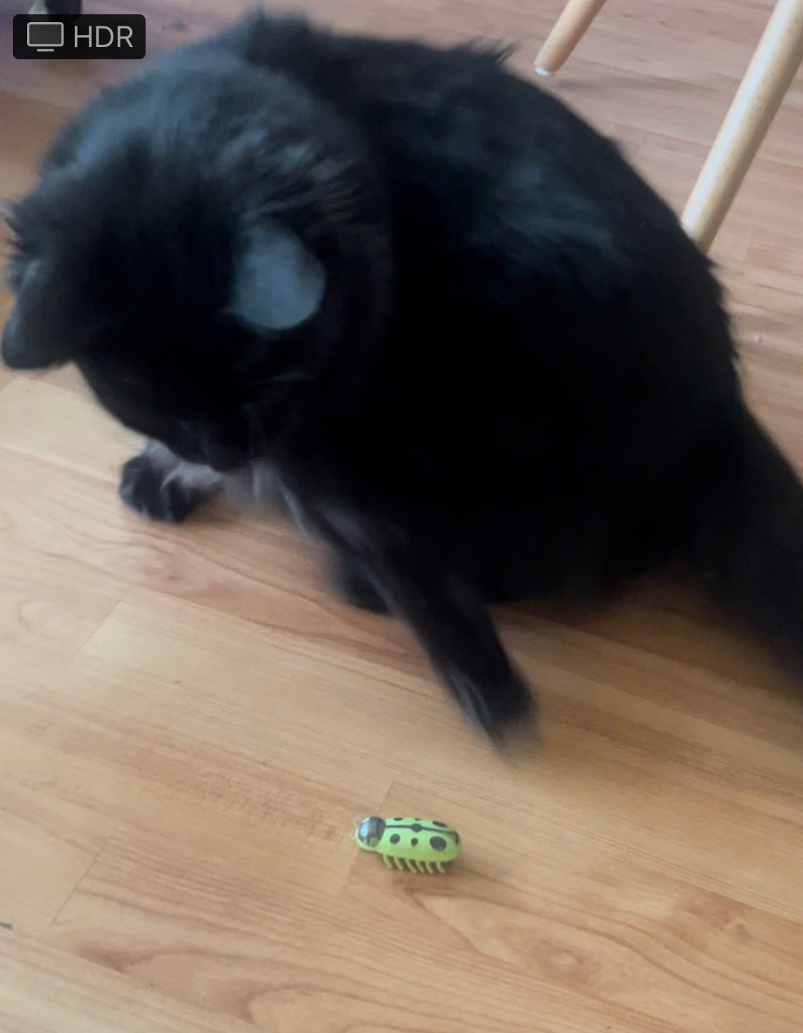 Mini Electric Insect Cat Hunting Toy photo review