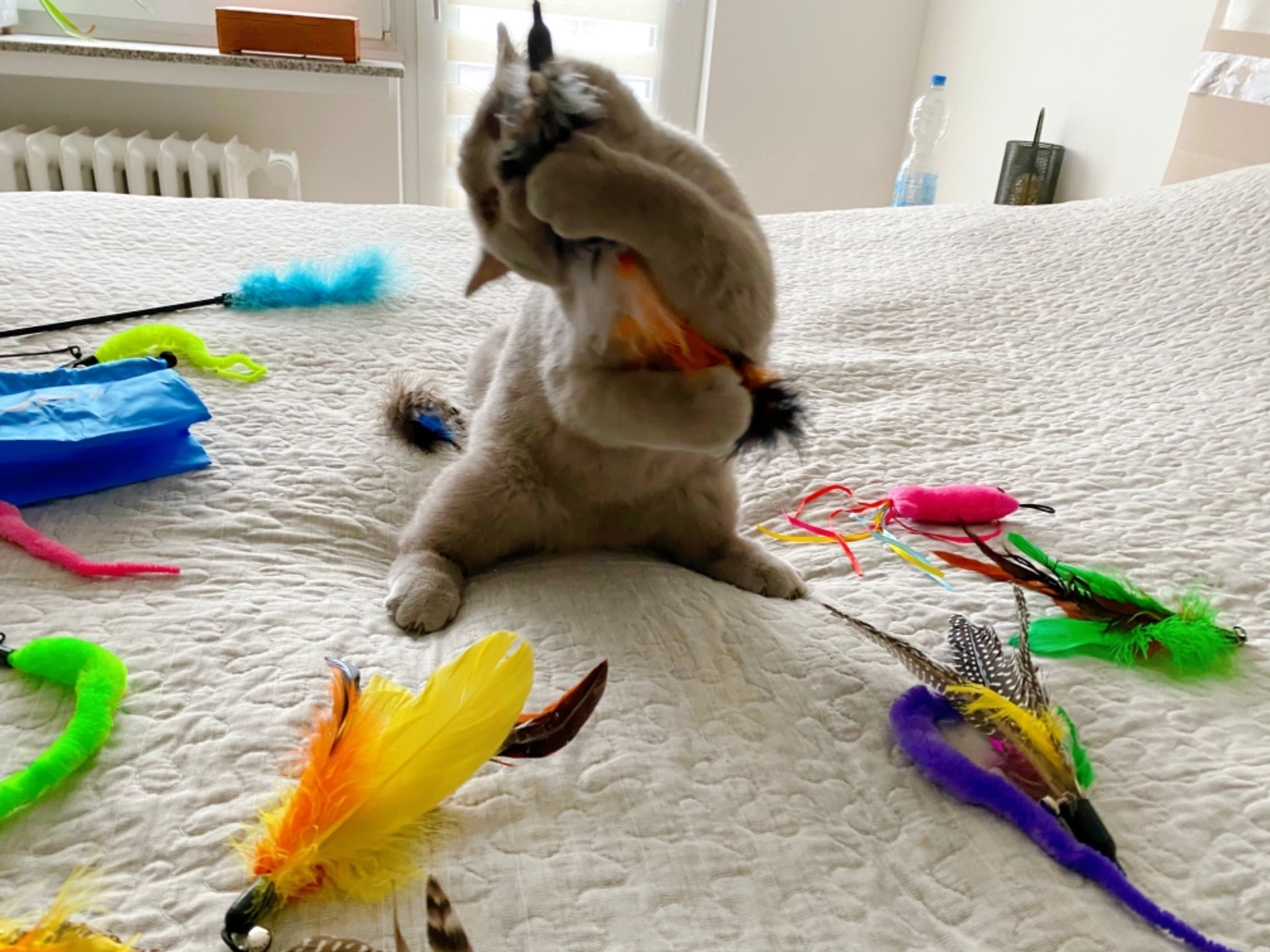 Cat Toys with Retractable Feathers and Bell photo review