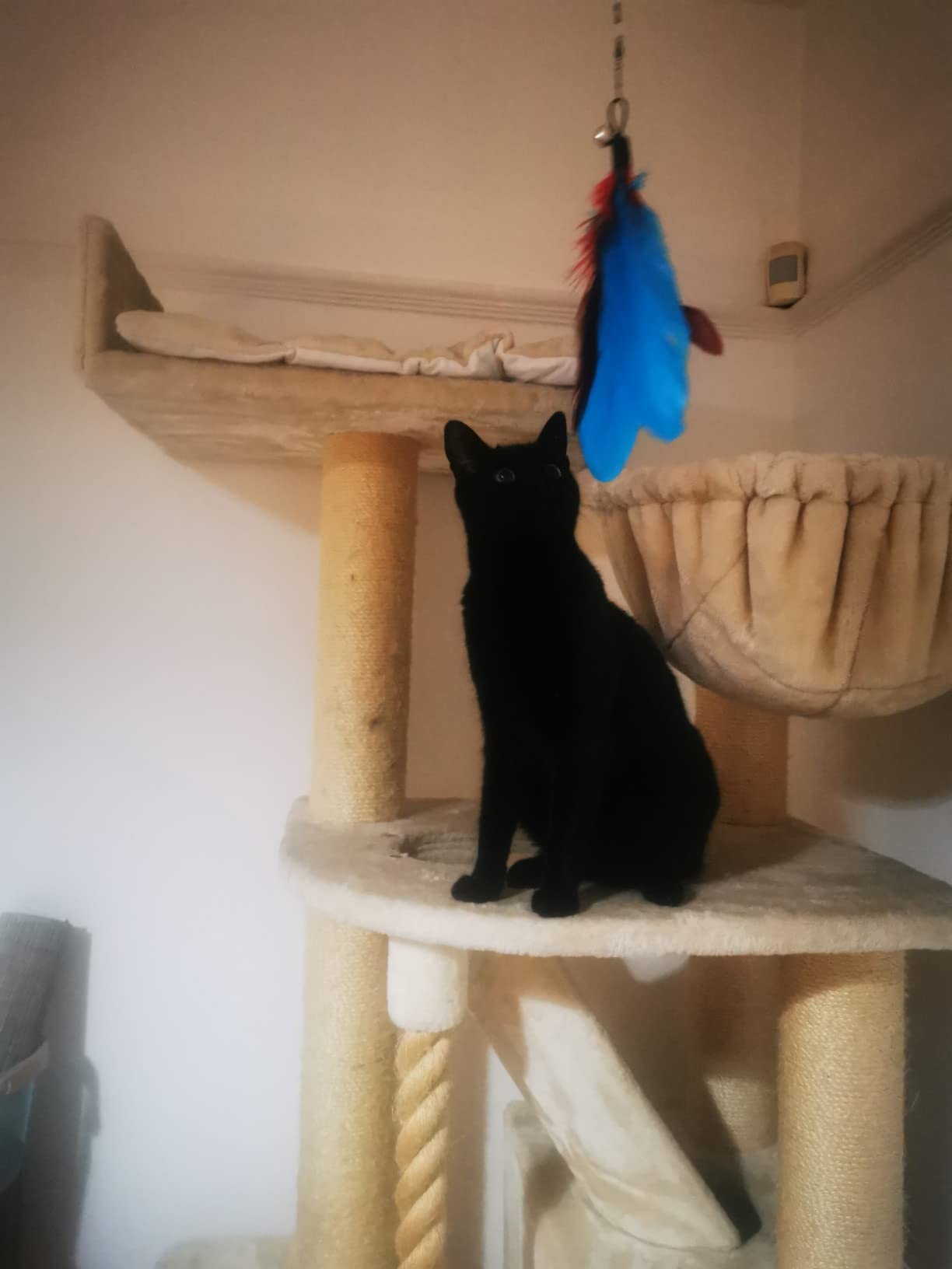 Cat Toys with Retractable Feathers and Bell photo review