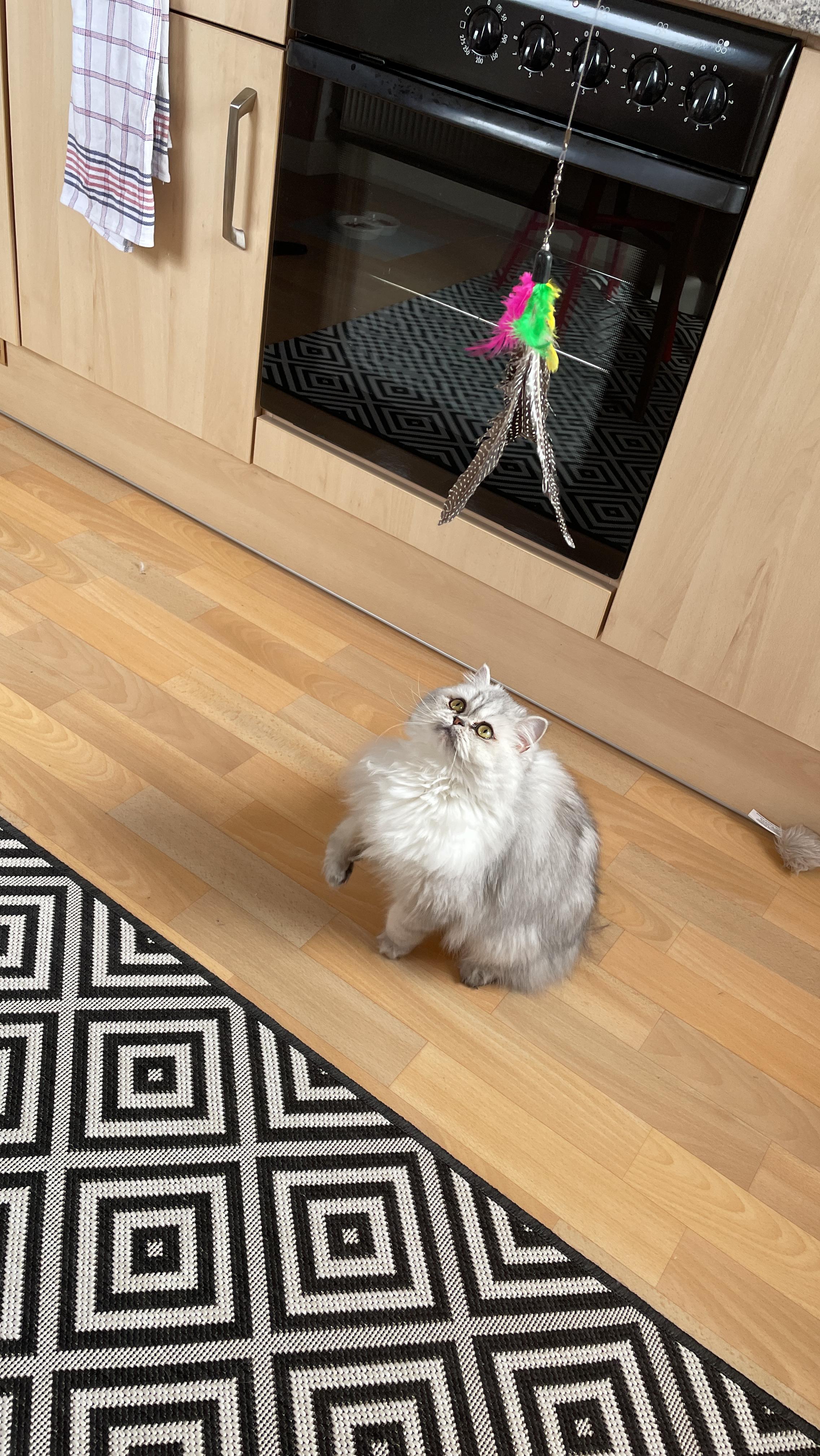 Cat Toys with Retractable Feathers and Bell photo review