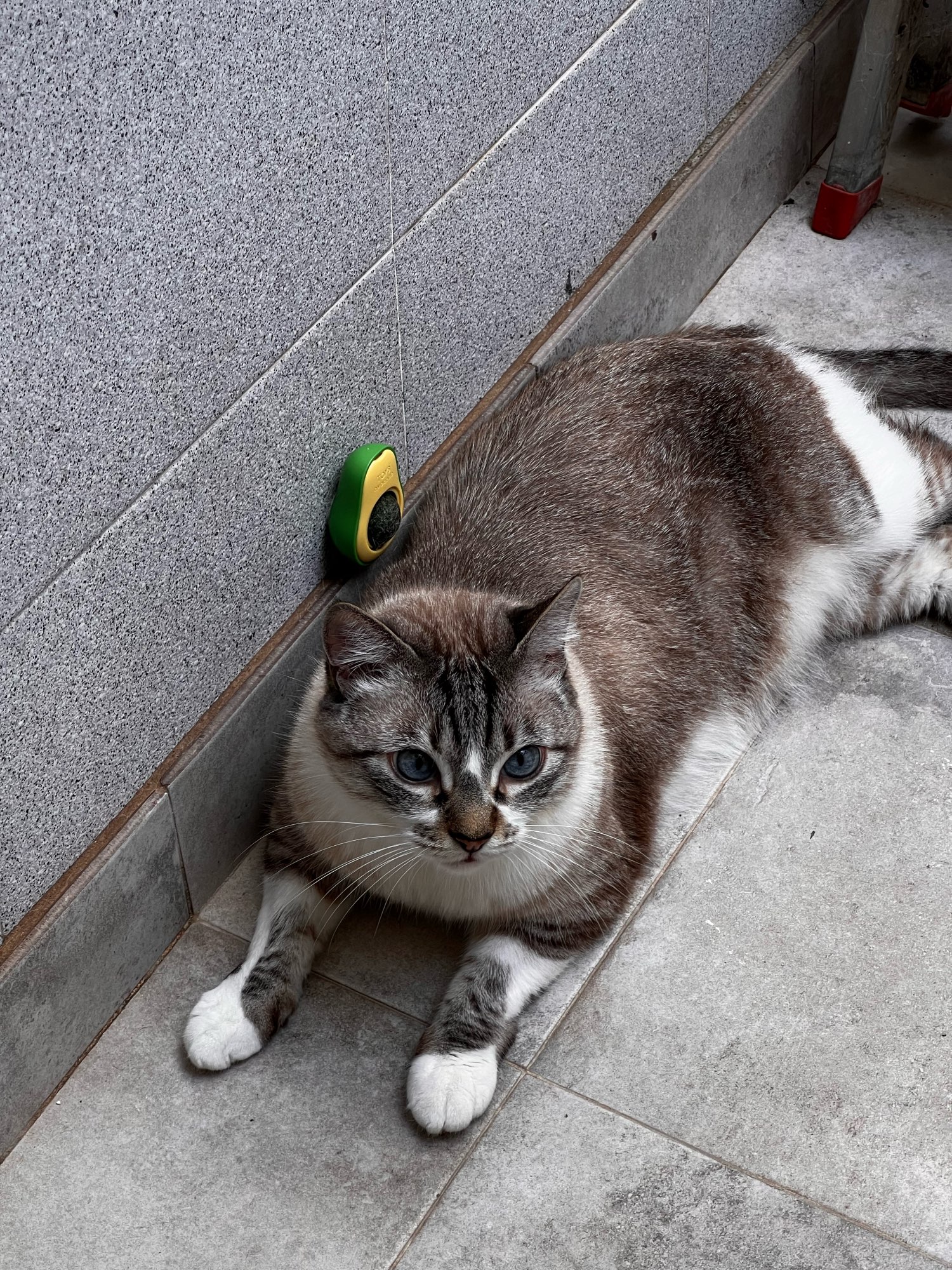 Cat Licking Toy with Catnip and Fruit photo review