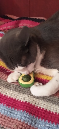 Cat Licking Toy with Catnip and Fruit photo review