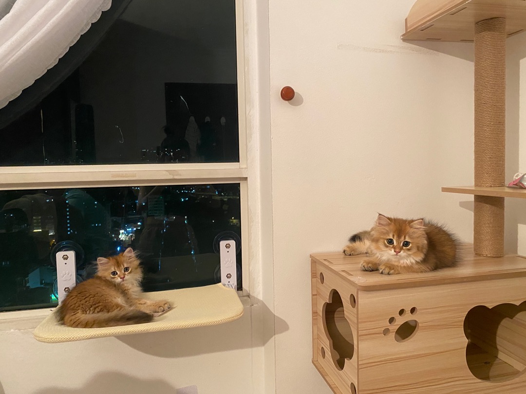 Foldable Wireless Cat Window Hammock Convenient photo review