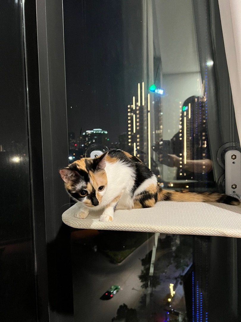 Foldable Wireless Cat Window Hammock Convenient photo review