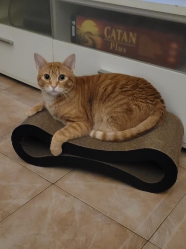 Cat Scratching Lounge Pad photo review