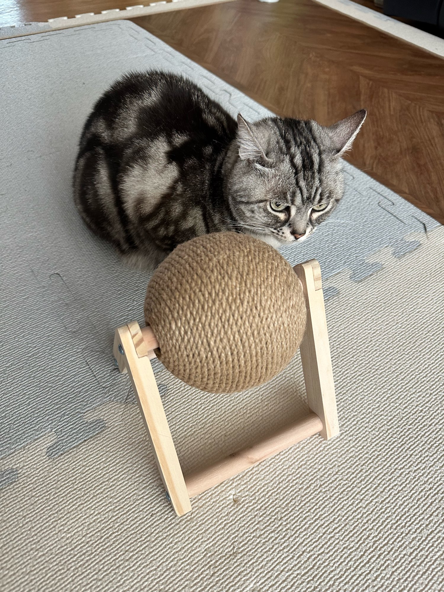 Scratch Resistant Nail Fence Ball Toy For Cats photo review