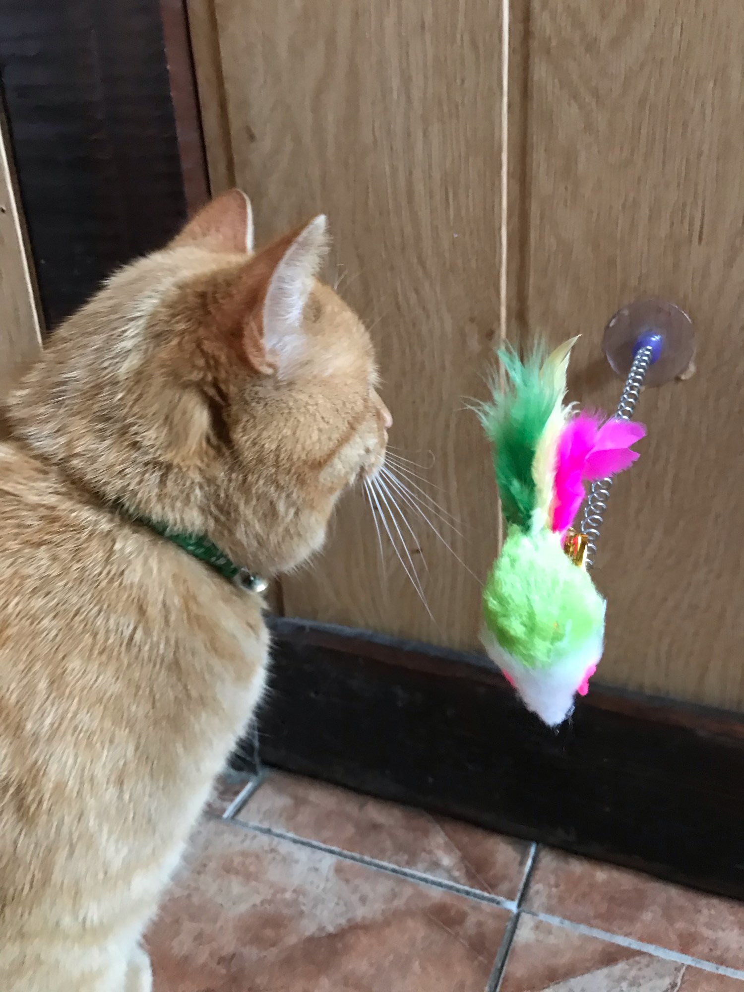 Interactive Mouse Toy With Feathers For Cats photo review