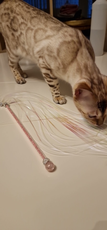 Squeaky Paper Feather Cat Catcher Toy photo review