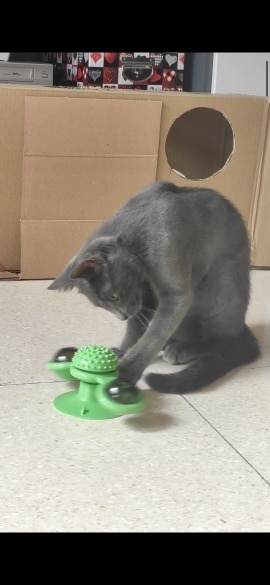 Cat Treadmill Massage Rotatable Led Ball Windmill Cat Toy Pet Teeth Cleaning Toy photo review