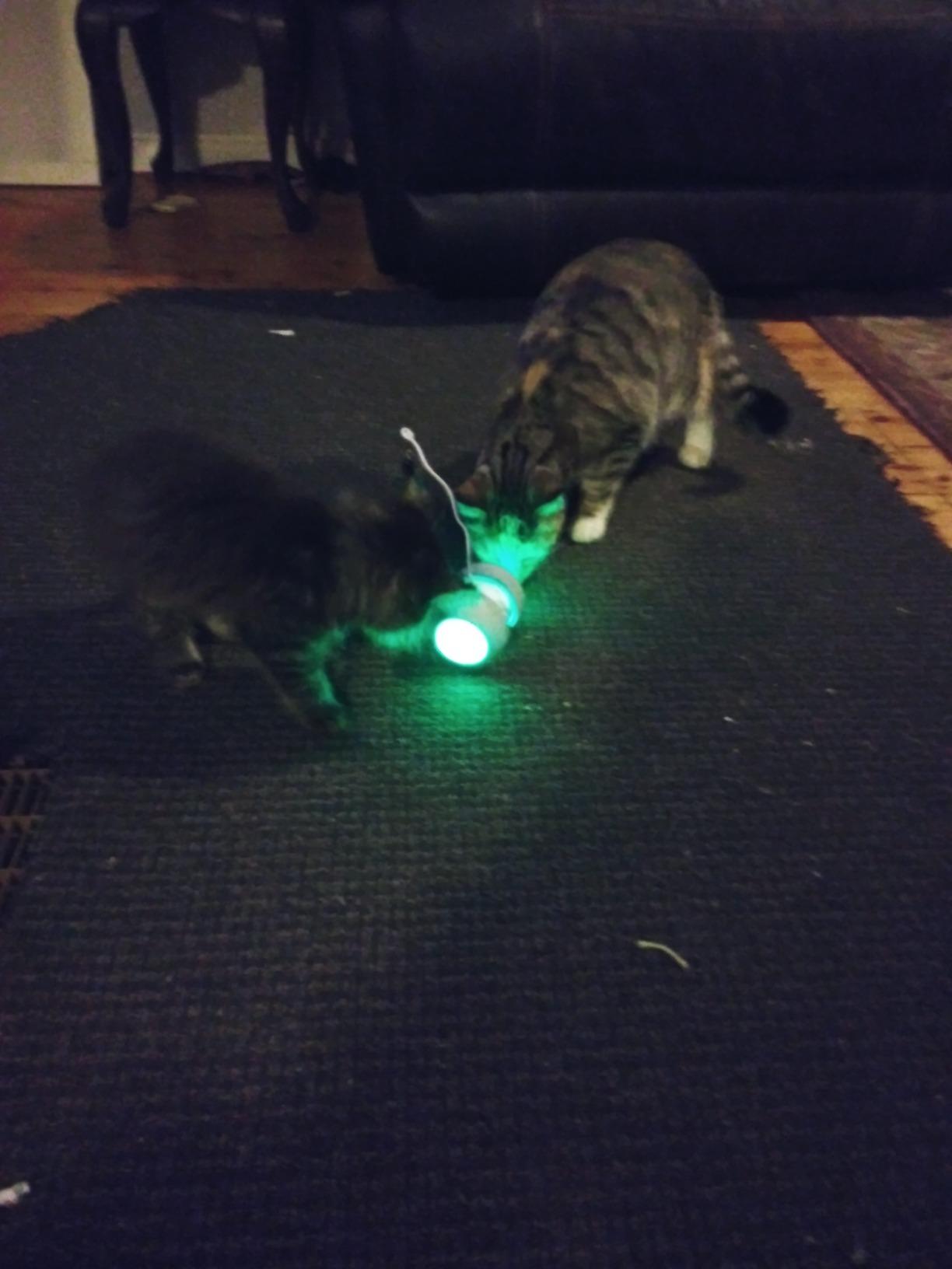 Cat Bot - Interactive Robotic Teaser Cat Toy photo review