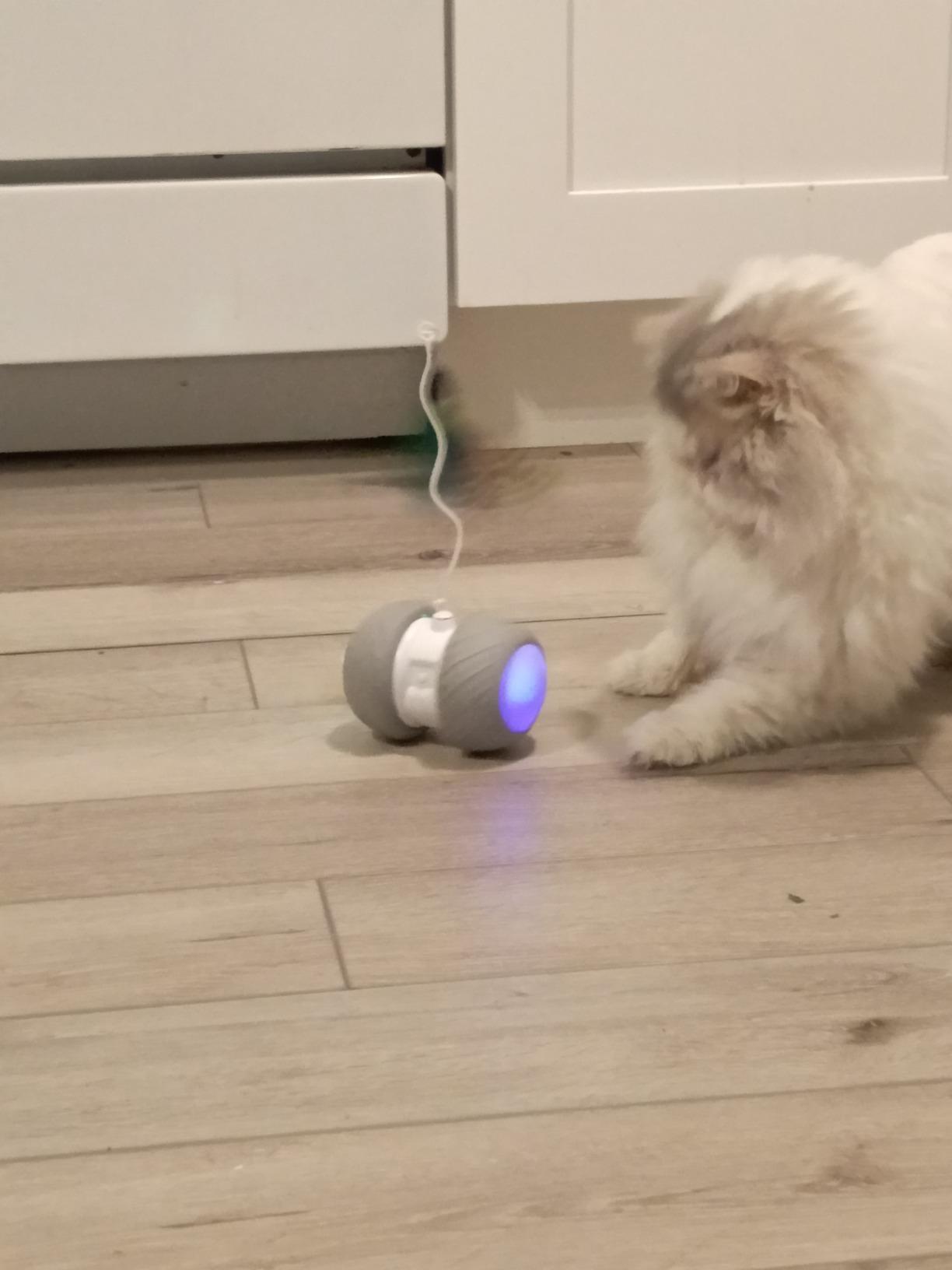 Cat Bot - Interactive Robotic Teaser Cat Toy photo review