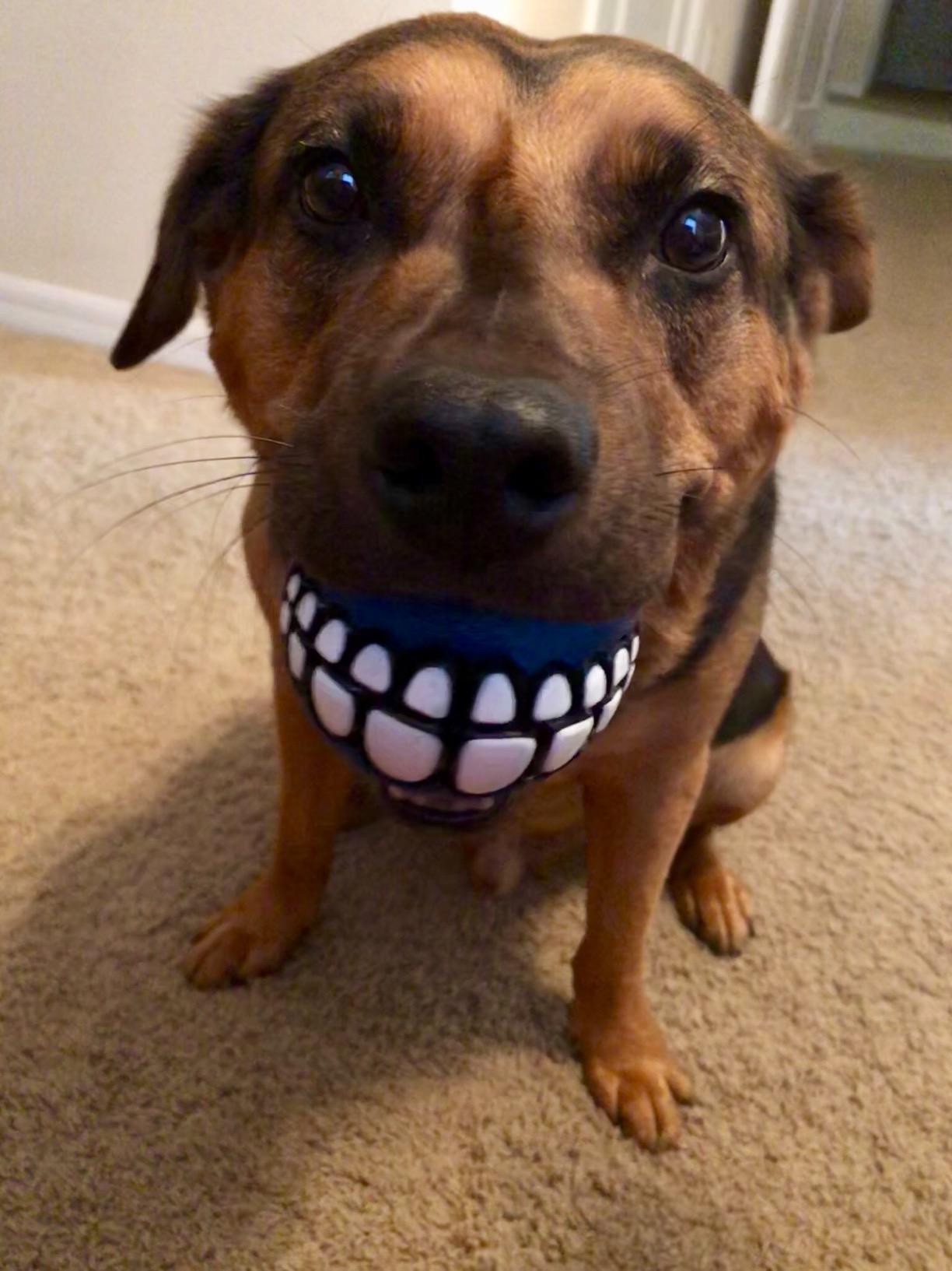 Chewy Dog Toy Ball With Teeth photo review