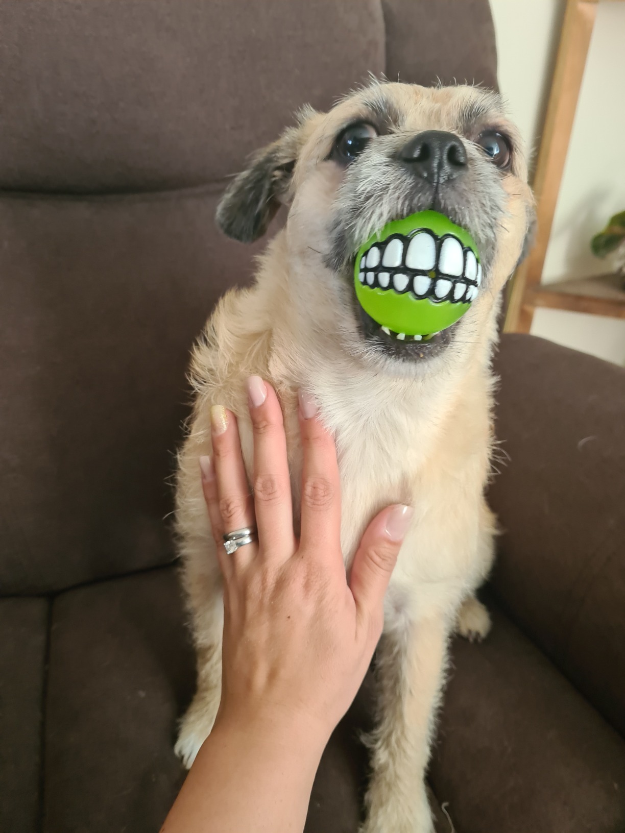 Chewy Dog Toy Ball With Teeth photo review