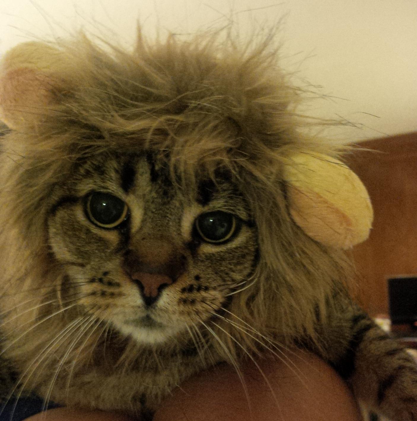 Cute Cat Lion Mane photo review